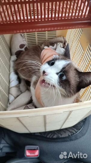 Кошка и кот