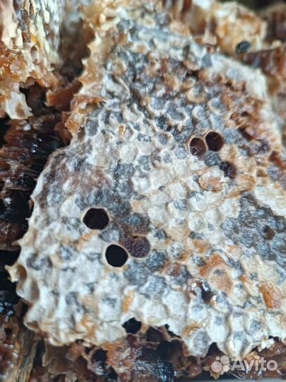 Алтайский дикий бортевой мед