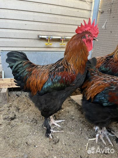 Петушки мараны