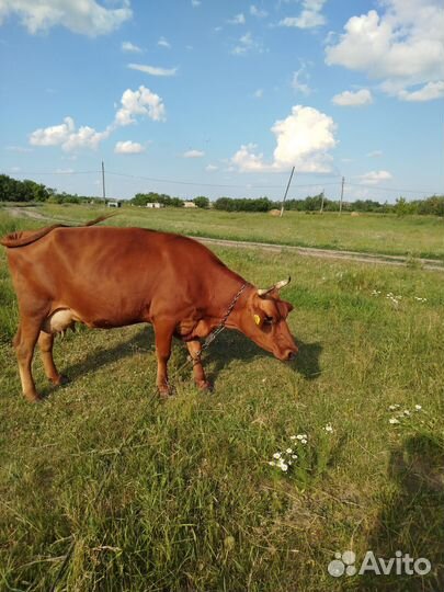 Корова дойная