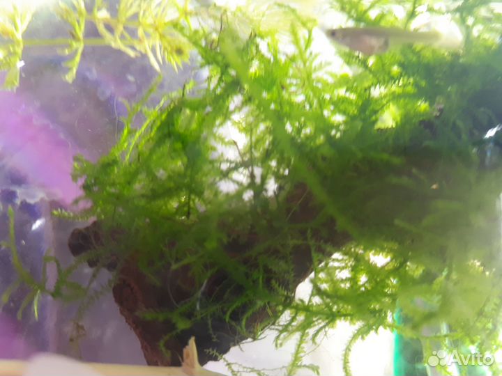 Мох для аквариума Пламя
