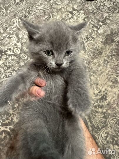 Британская кошка