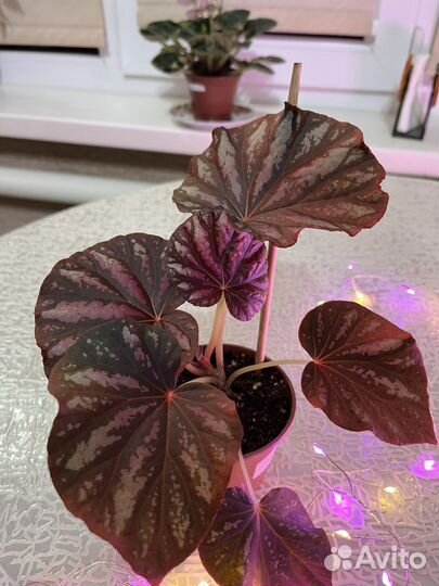 Бегония декаротивно лиственная Малайзия