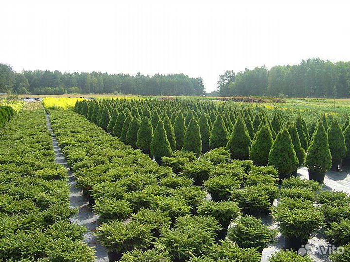 Саженцы декоративных деревьев