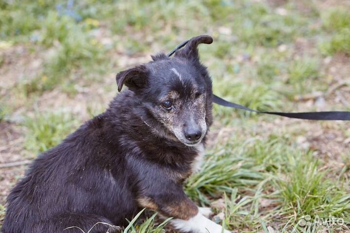 В добрые руки взрослый особенный пёс Барсук