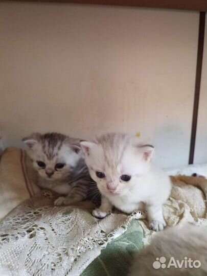Котята