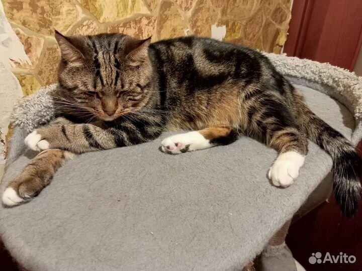 Мраморный кот в дар