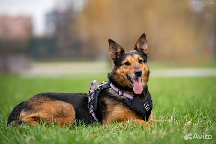 Собака в добрые руки отдам бесплатно