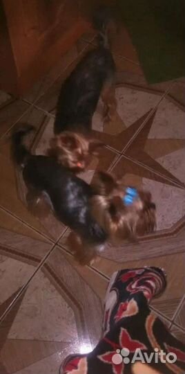 Йоркширский терьер