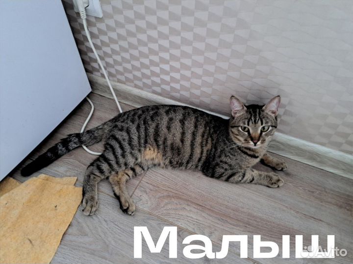 Котята подростки в добрые руки