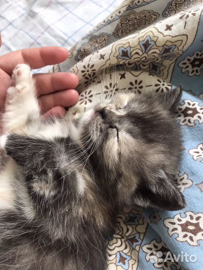 Передержка животных