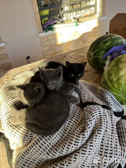 Котята в добрые руки