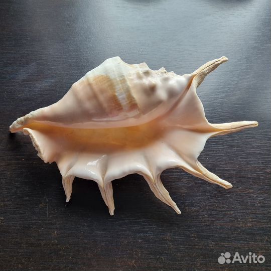 Декор для интерьера ракушка