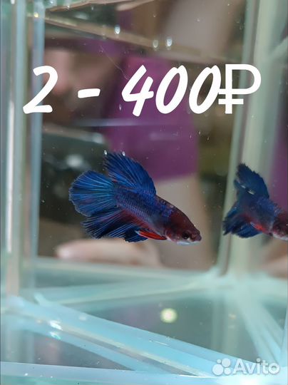 Петушок, Халфмун. Самцы - большой выбор