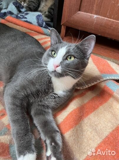 В добрые руки