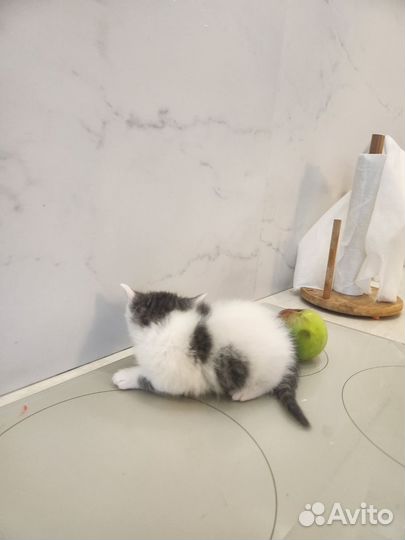 Чудо 1мес в дар