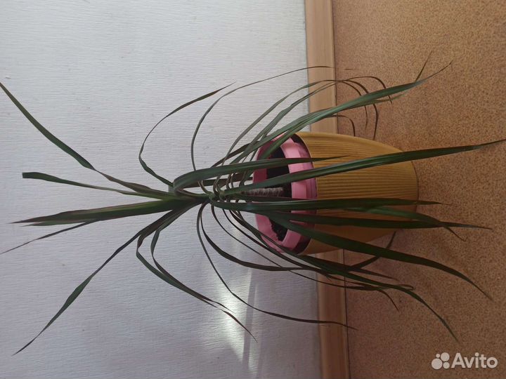 Молочай большой, драцена для дома или офиса