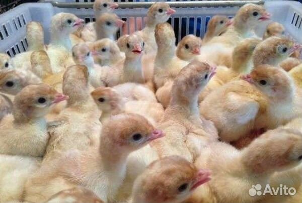 Индюшата Конвертер суточные и подрощенные