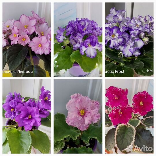 Фиалочки Черенки Детки Почтой