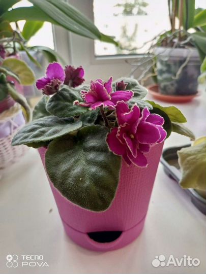 Фиалки сортовые (детки)