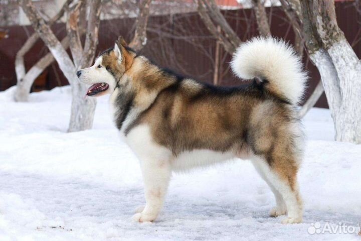 Аляскинский маламут щенки