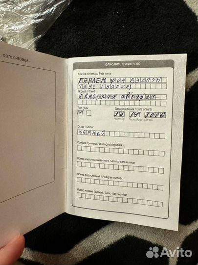 Собака немецкая овчарка в добрые руки