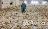 Подсобный рабочий на птицефабрику вахта 45 смен