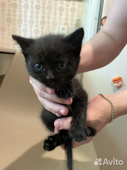 Отдам котят в хорошие руки