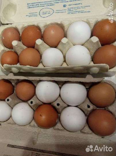 Домашние куриные яйца