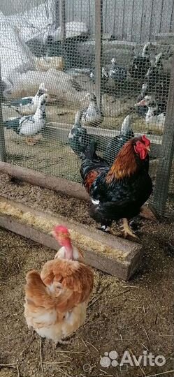 Домашние куриные яйца