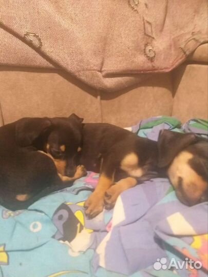 Собаки щенки чивини