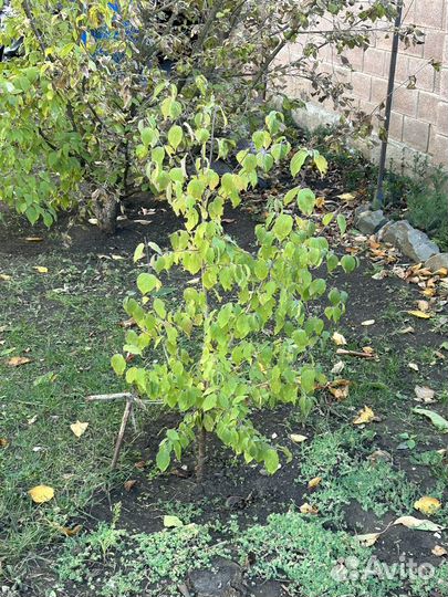 Кизил садовый