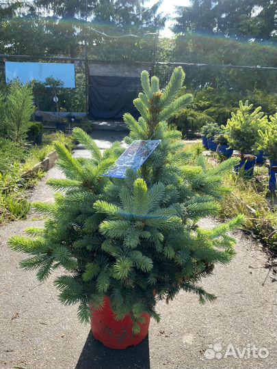 Голубая ель Super blue