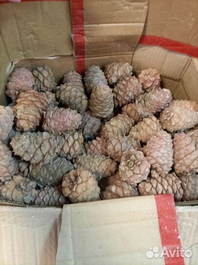 Шишка кедровая