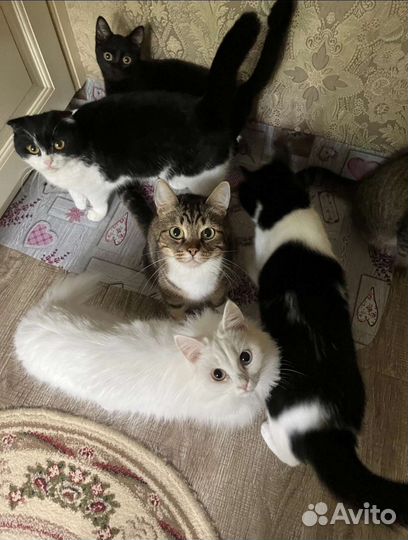 Котик камышовый