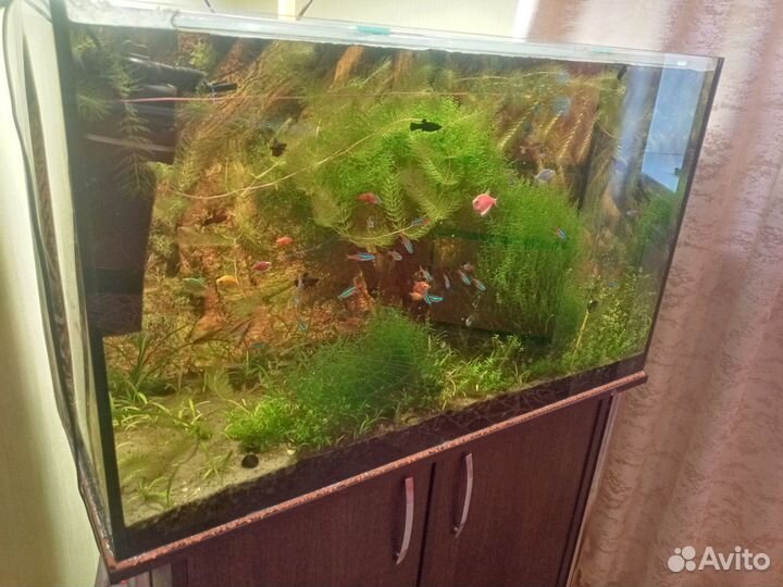 Аквариум готовый с растениями и рыбами