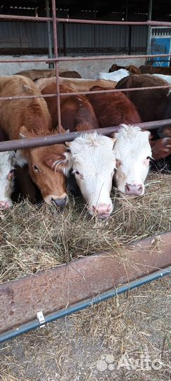 Бычки 32 головы