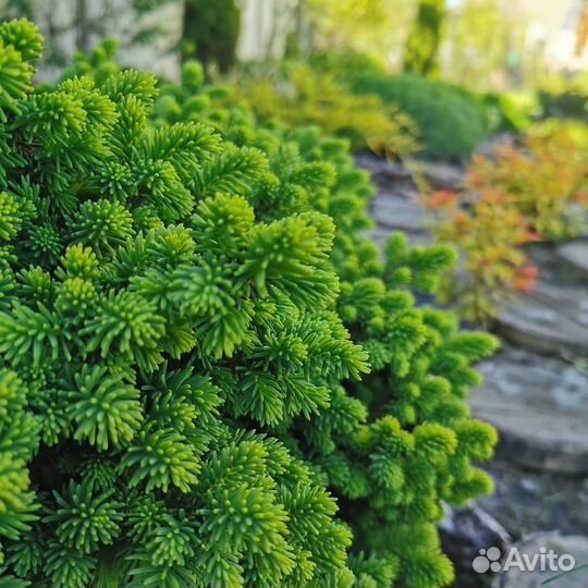 Ель Литл Джем