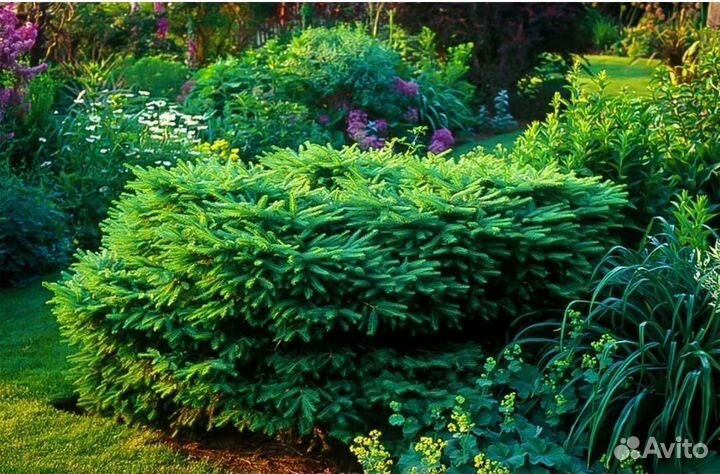 Ель нидиформис