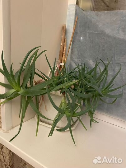 Алоэ вера лечебный 6 лет основному растению