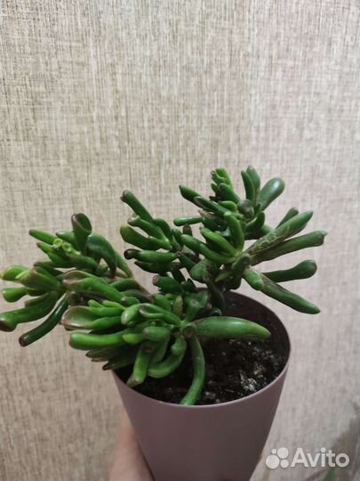 Толстянка хоббит