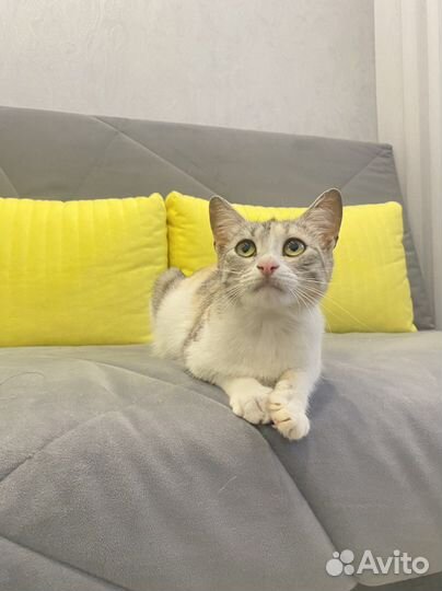 Кошка стерилизованная