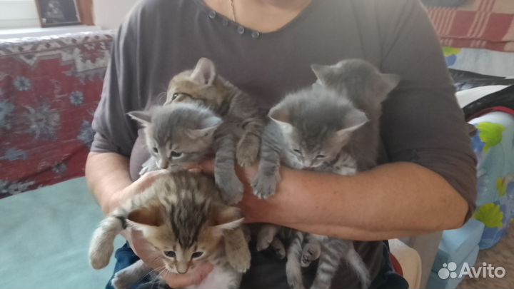 Отдам в добрые руки котят