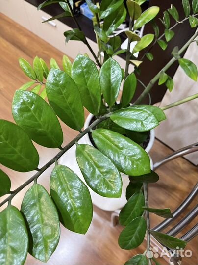 Замиокулькас комнатное растение