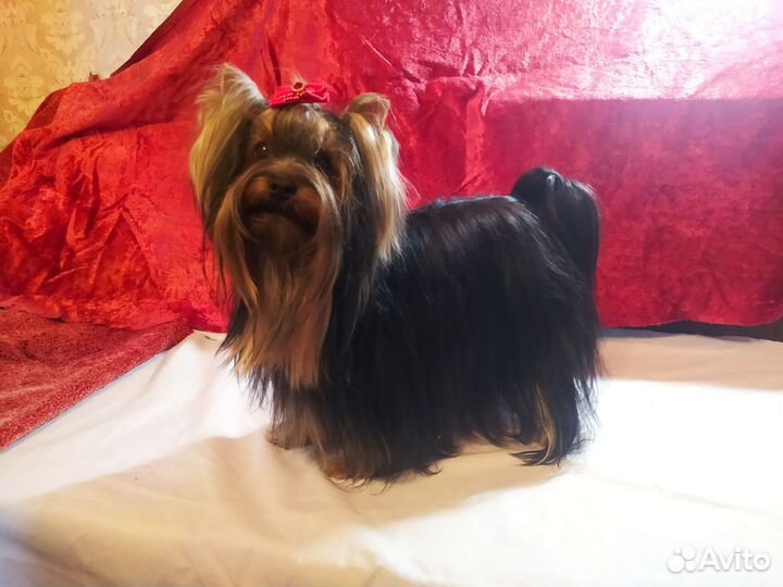 Йоркширский терьер