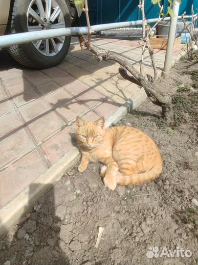 Котята в добрые руки бесплатно