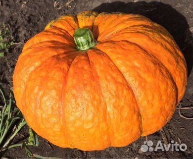 Семена тыквы конфетка