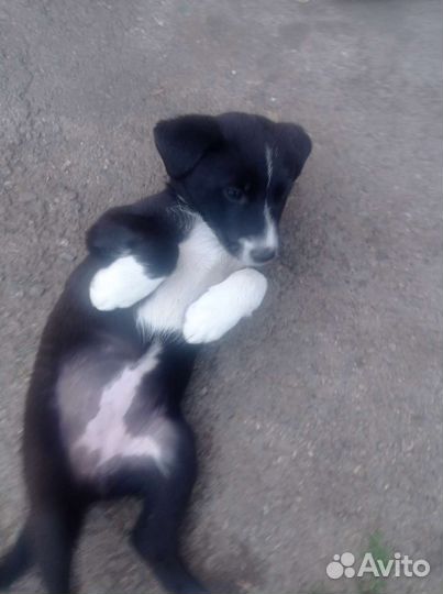 Собака в добрые руки щенок