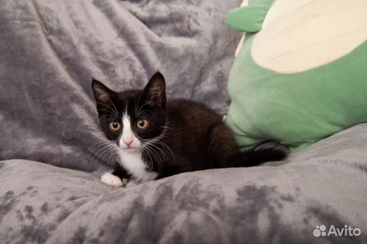 Котенок мальчик