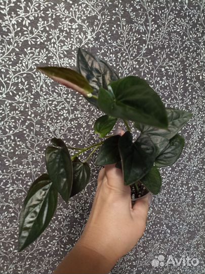 Сингониумы, сцендапсусы